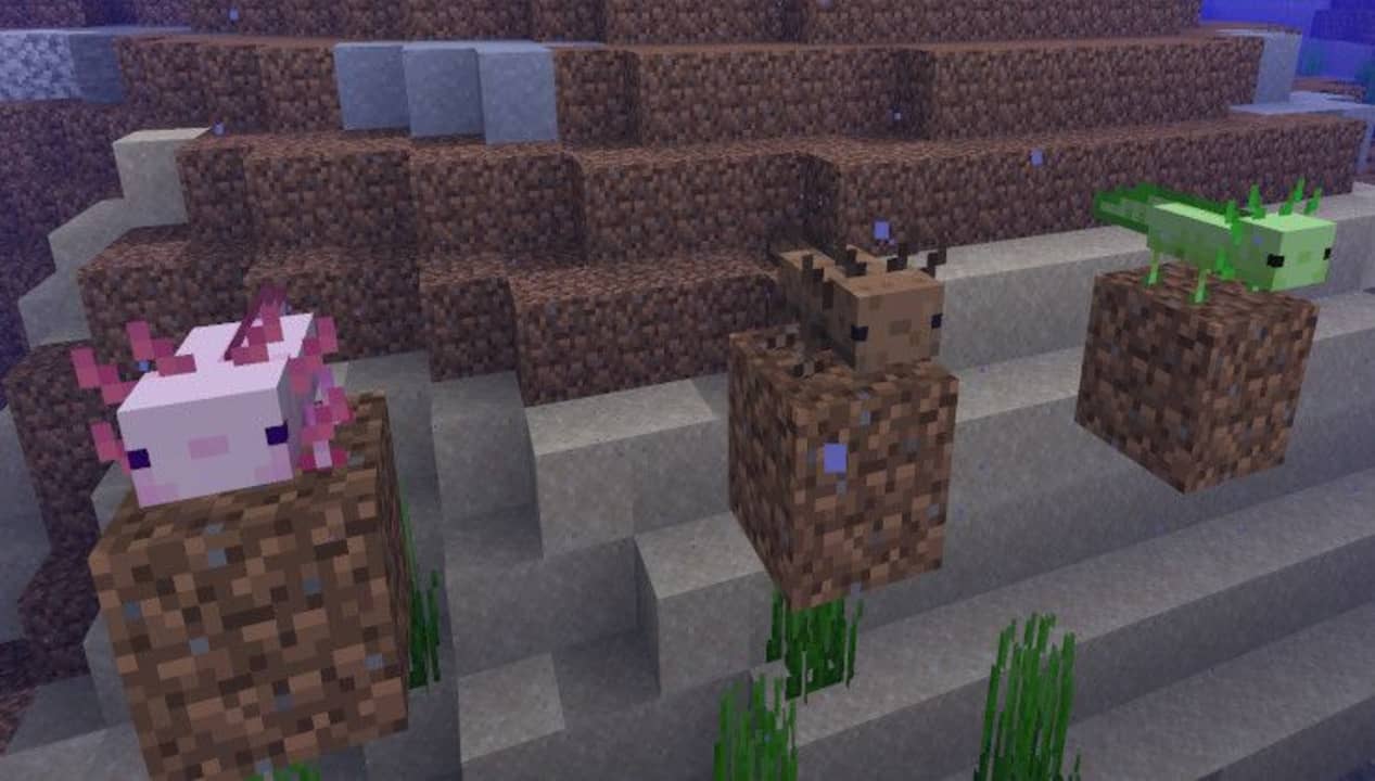 Cách nuôi Axolotl trong Minecraft