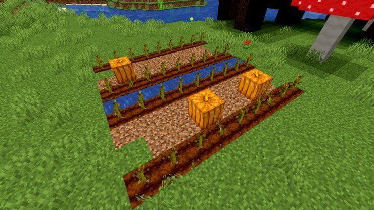 Cách trồng bí ngô trong Minecraft