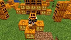 Cách tìm và trồng bí ngô trong Minecraft